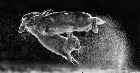 20 superbes clichés de la nature récompensés par le célèbre National Geographic
