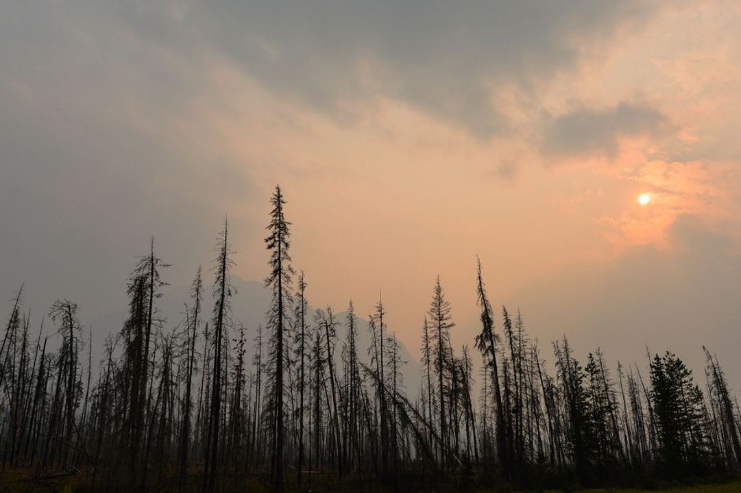 Il enregistre un étrange cri dans la forêt, les internautes et les chercheurs tentent de résoudre le mystère