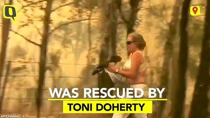 Australia: Wildfires Trap Koala, Good Samaritan Comes To Rescue