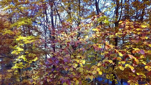 Les forêts de l'Oise en automne, film de Lionel Fouré / FL Production.