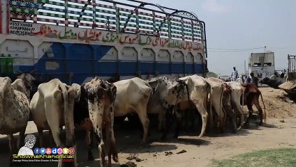 Showna khan In Maweshi Mandi - Funny Video Eid Mubarak - Selfie