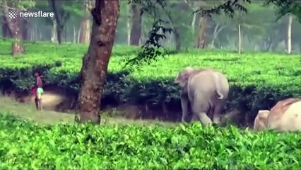 Chaos grips locals as herd of 50 elephants raids cropland in northeast India