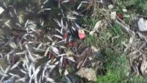 Karabük'te çevre katliamı... Binlerce irili ufaklı balık telef oldu