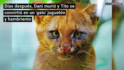 Joven crió a un gato que encontró desamparado en una cueva y resultó ser un puma