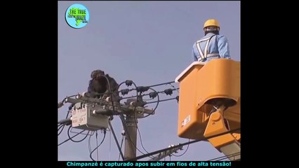 Chimpanzé é capturado apos subir em fios de alta tensão!