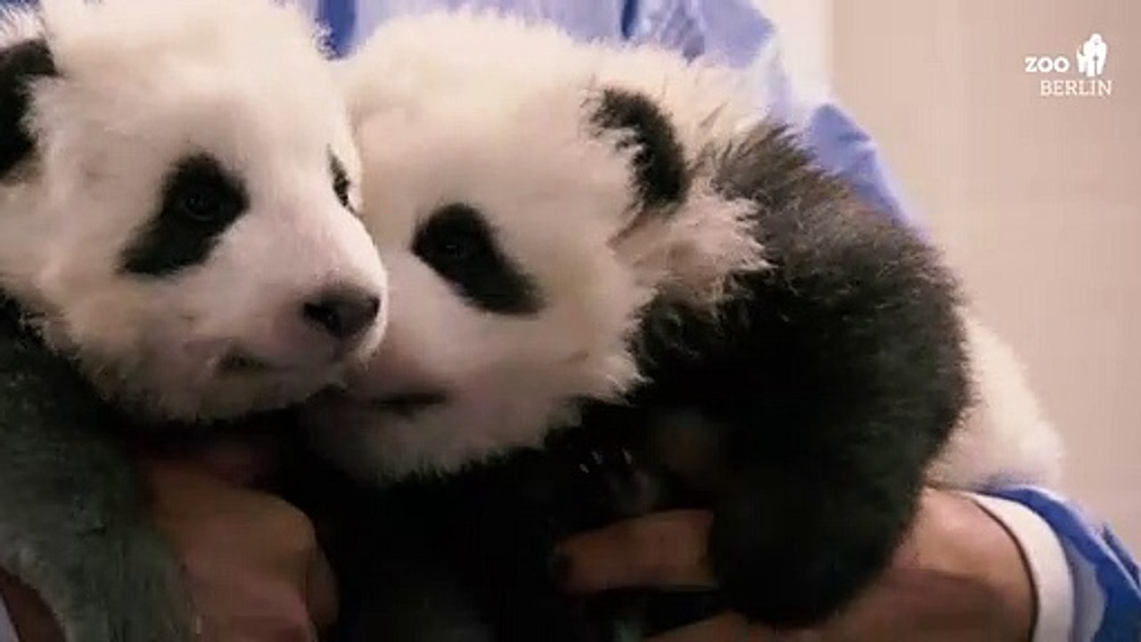 So klingen Panda-Babys