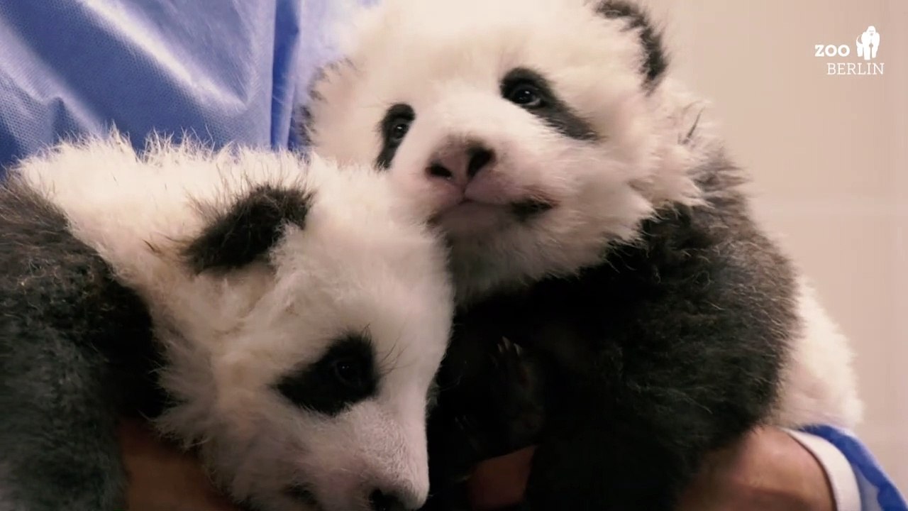 So klingen Panda-Babys