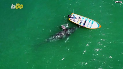 Amazing Drone Footage Captures Whale Mom & Calf Approaching a Boat to Say Hi & Be Pet
