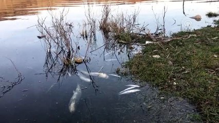 Balık ölümlerine ilişkin inceleme başlatıldı