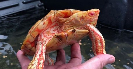 Ces rarissimes tortues albinos ressemblent à des dragons miniatures