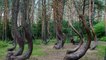 Enigmas y Misterios: el bosque mágico de Polonia con los árboles torcidos