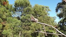 Australian Firefighters Rescue Koala from Spreading Brush Fires in New South Wales