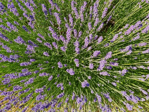 Vos Questions Jardin: Peut-on encore tailler une lavande en novembre