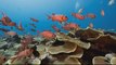 Could 'Super Corals' help save the world's reefs?