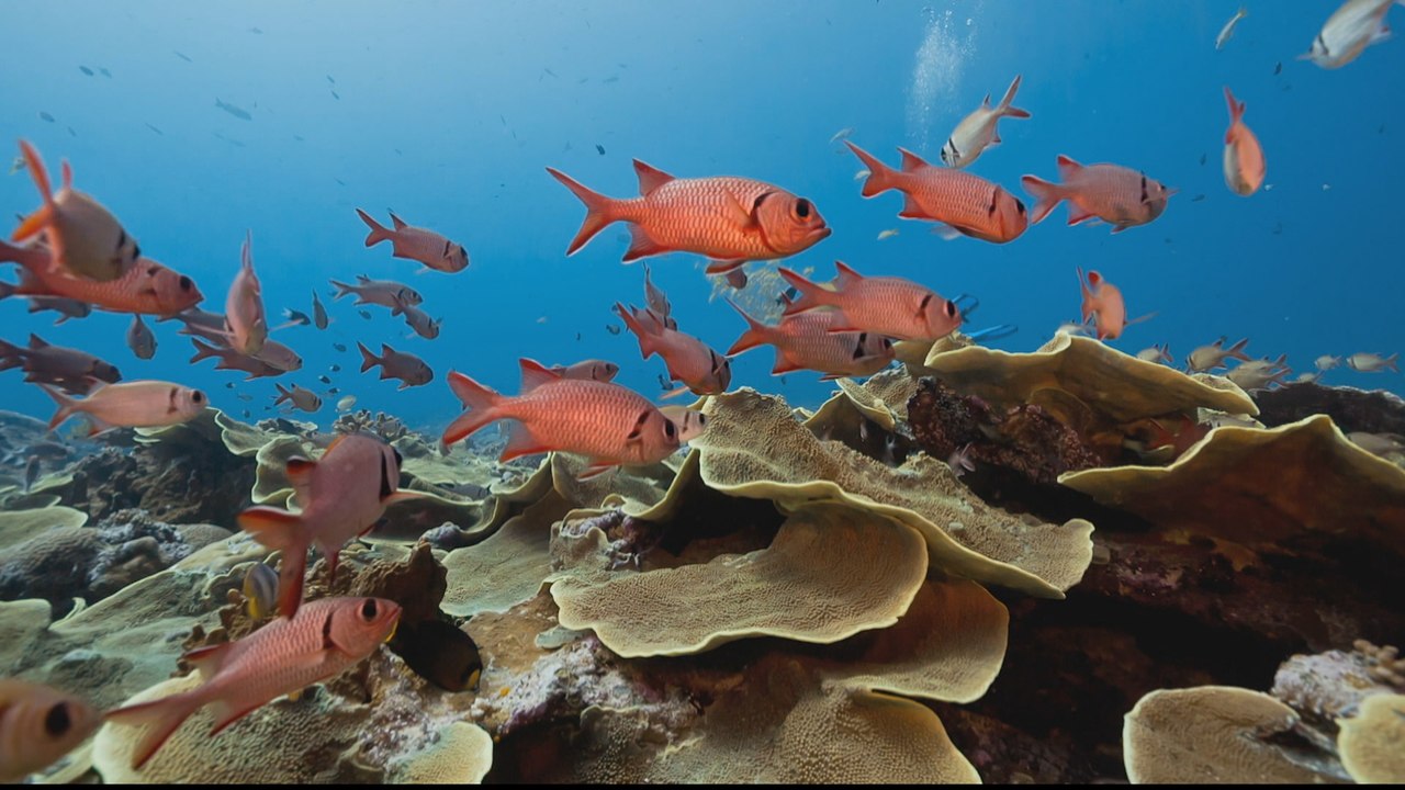 Could 'Super Corals' help save the world's reefs?