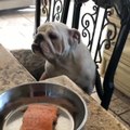 Frustrated Bulldog Makes Weird Noises While Waiting for Food
