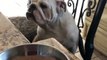 Frustrated Bulldog Makes Weird Noises While Waiting for Food