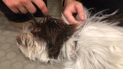 Des chiens à câliner pour détendre les étudiants