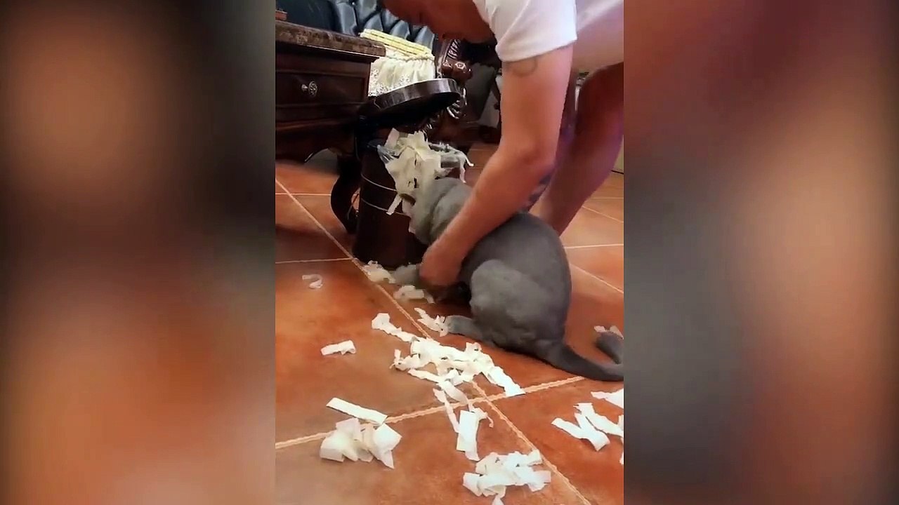 Too Cute to Paw  Cutest Cats - Pets Paws Compilation Video 2019