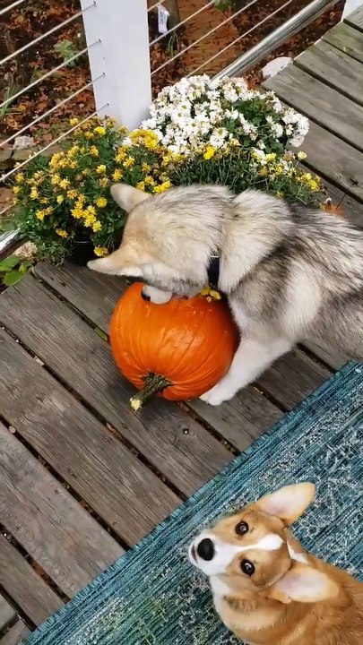 Pup Carves a Pumpkin