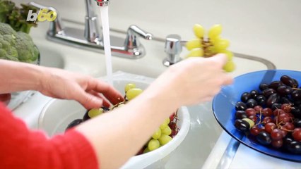 The Holidays and Your Dog, According to Vets