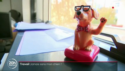 Travail : se rendre au bureau avec son chien, un moyen d'augmenter sa productivité ?