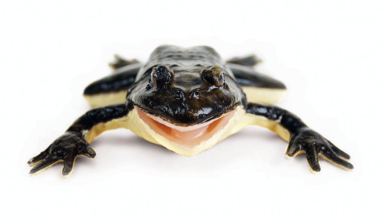 High School Dissection Classes May Soon Use ‘SynFrogs’
