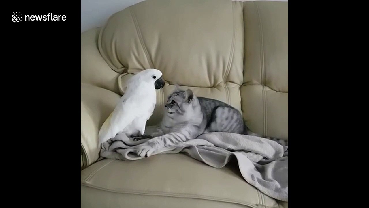 Adorable scene as cat gives tongue bath to parr...