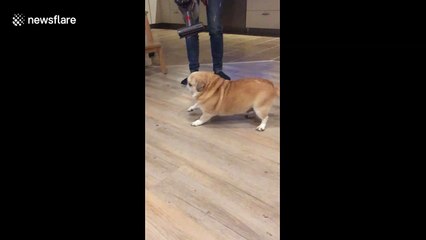 Lazy dog deeply enjoys being deep cleaned by vacuum