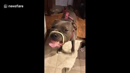 Goofy pitbull makes hilarious face while trying to eat noodle