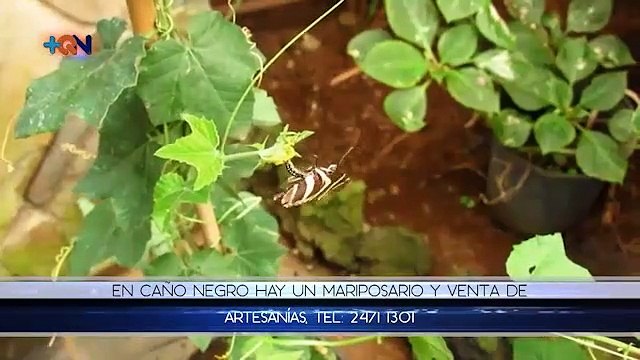 mqn-Conozca siete opciones turísticas de Los Chiles-221119