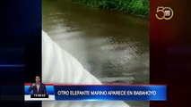 Otro elefante marino aparece en Babahoyo