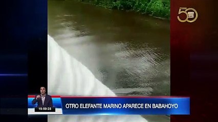 Otro elefante marino aparece en Babahoyo