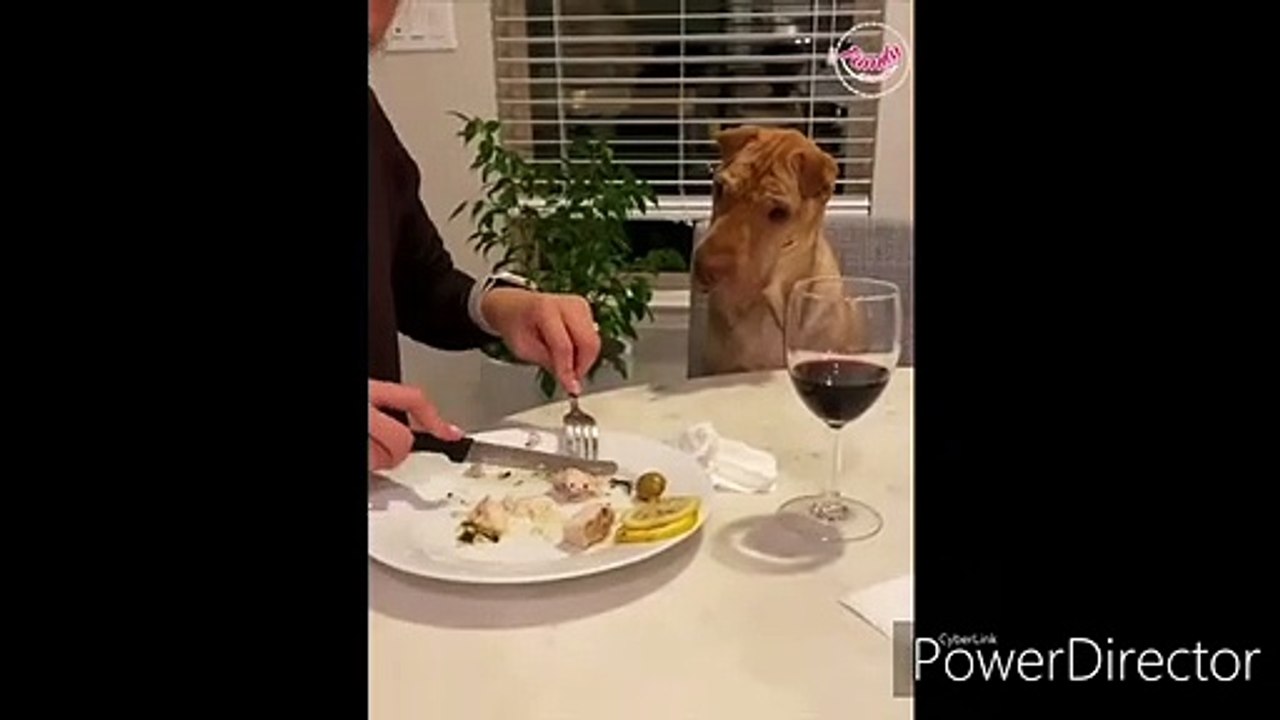 Funny Dog:So cute:Obedience