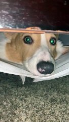 Corgi Uses Box Spring like a Hammock