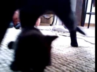 Chat et Chatons