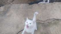 Van kedisi beyaz Van kedisi iki ayağı üzerinde şaha kalktı Van kedisi miyavlamasi kedi sesleri video