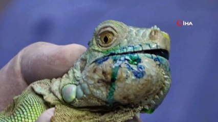 Çenesinde tümör bulunan iguana ameliyat edildi