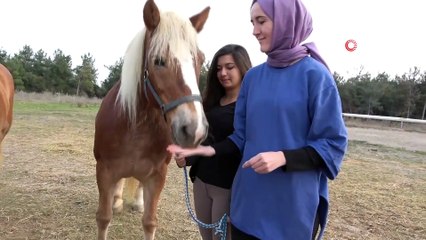 Yıllarca Faytona Koşulan Atlar Şimdi Kuş Sütüyle Besleniyor