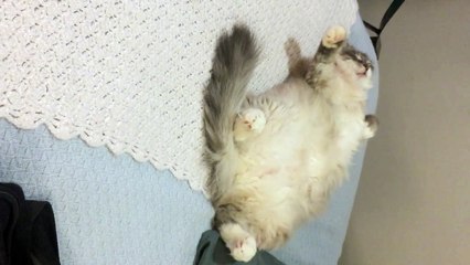 Kitty Cats Have Dreams Too!