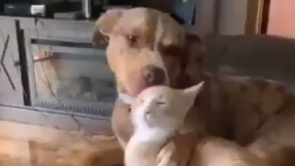 El oscuro objetivo tras esta efusiva muestra de cariño entre un perro y un gato se hace viral