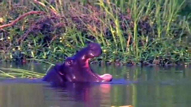 Crocodile vs Hippo Wild Animals Fighting, Hippo, Rhino, Crocodile . Animals Save Other Animals