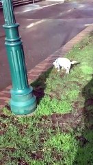Jack Russell Terrier Is "Disobeying"