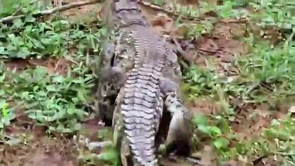 Crocodile Vs Komodo Dragon   Crocodile Stalks Komodo Dragon Nest   Crocodile Eat Komodo Dragon Eggs