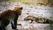 Crocodile Vs Lion   Lion Loses Battle And Seriously Injured.