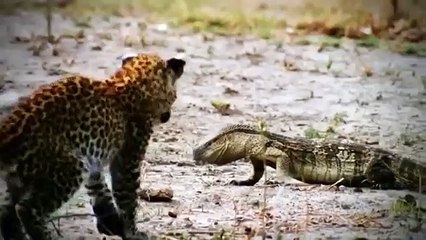 Crocodile Vs Lion   Lion Loses Battle And Seriously Injured.