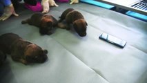 Seis cachorros clonados de pastor belga se unen al Cuerpo de Policía chino