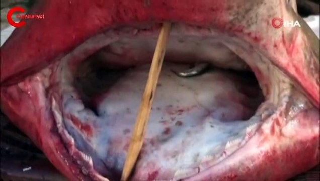 Dev köpek balığı, balıkçıların ağına takıldı