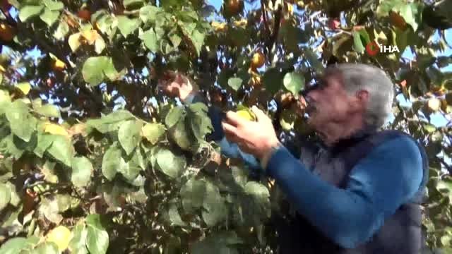 Kilosu 30 lira olan hurma kurusu, ilçenin halkının geçim kaynağı oldu