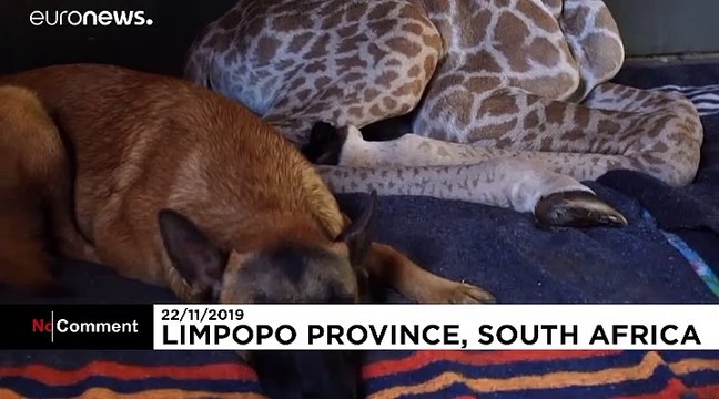 Baby-Giraffe Jazz : Auf den Hund gekommen